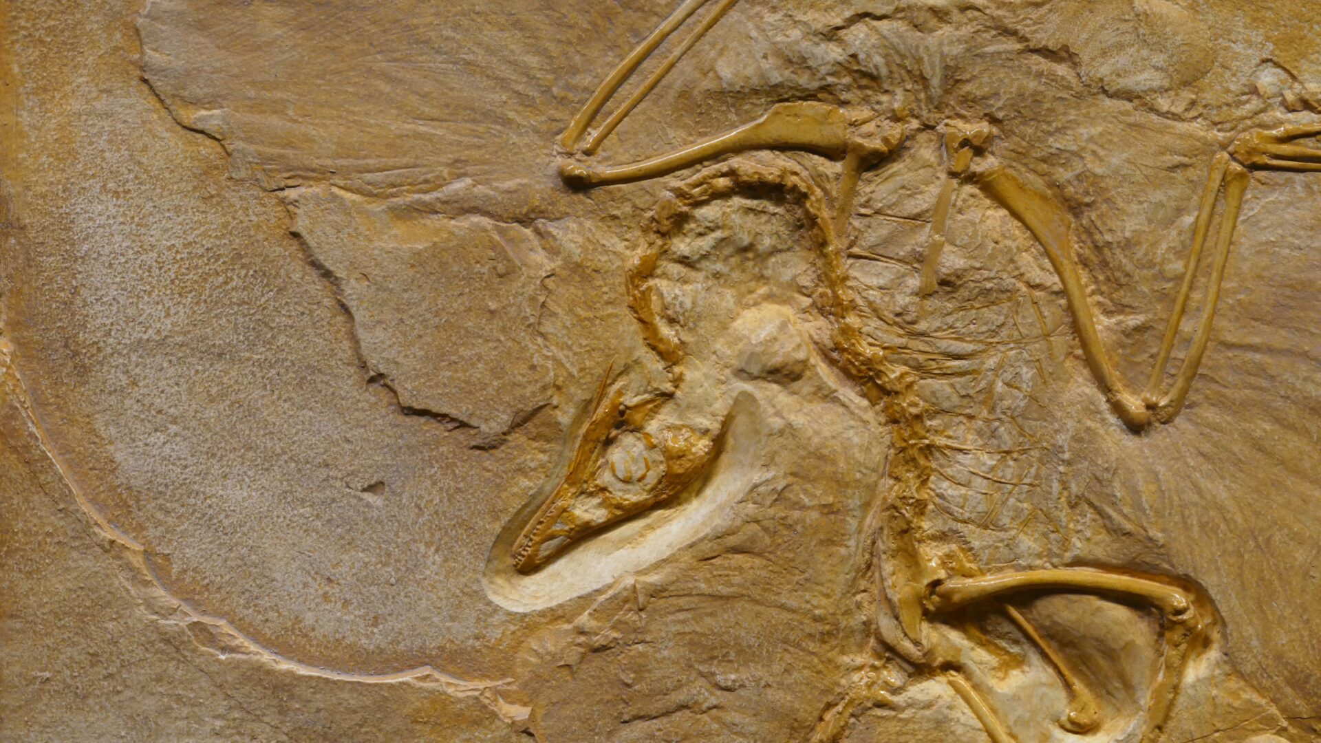 paleolitico