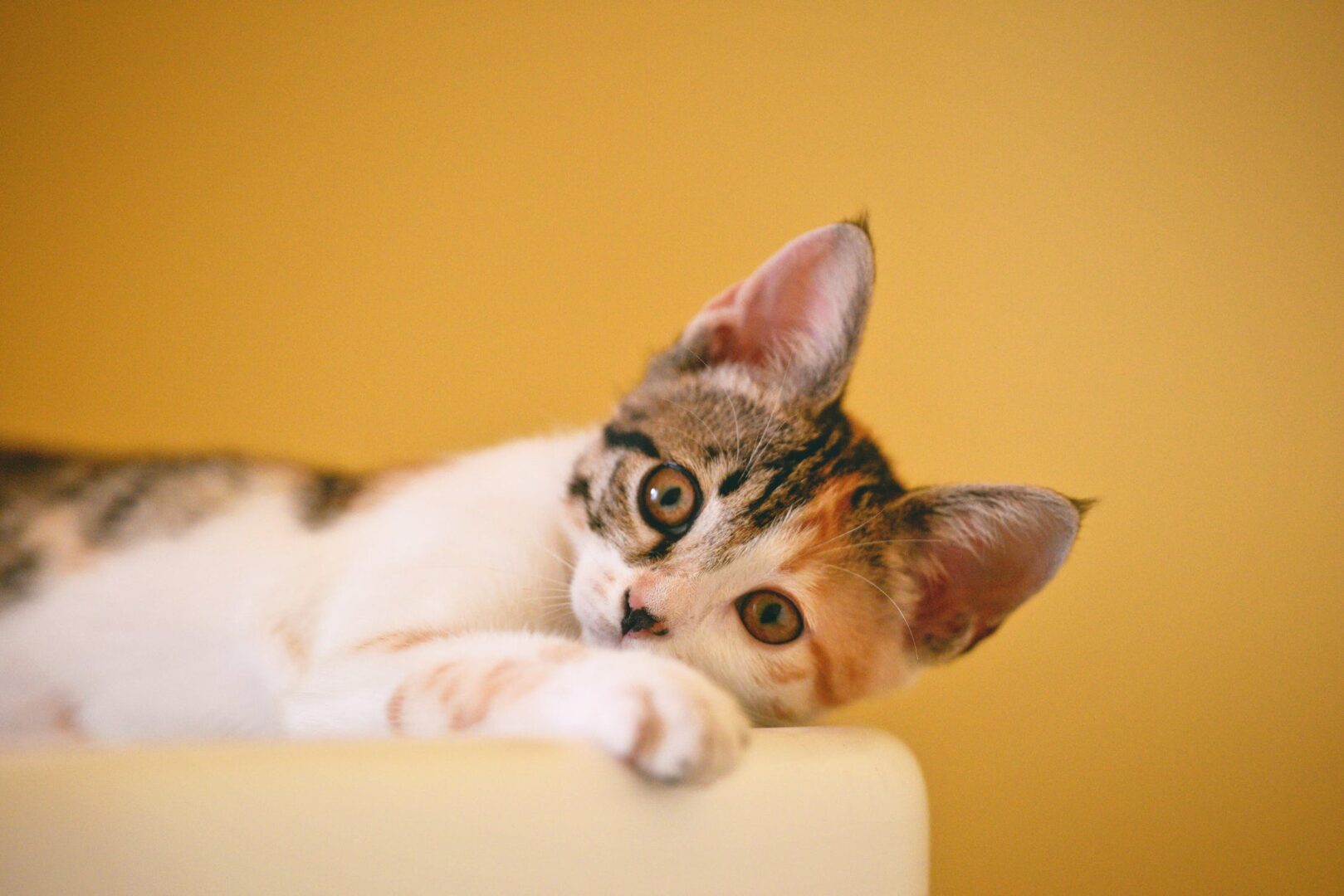 razza di gatto