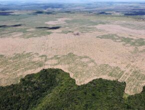 Cos’è l’ecocidio e come viene punito