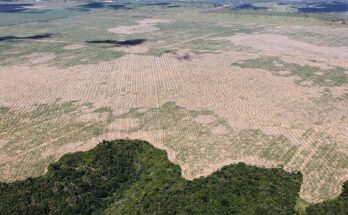 Cos’è l’ecocidio e come viene punito