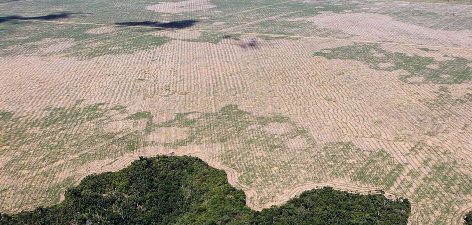 Cos’è l’ecocidio e come viene punito