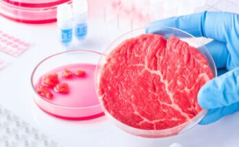 Carne coltivata: cos'è e quali sono i vantaggi e i limiti