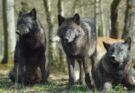 Il licantropo: storia e origini del mito del lupo mannaro