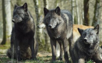 Il licantropo: cos’è e dove nasce?
