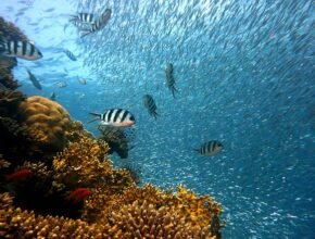 Cos'è la barriera corallina e come salvarla