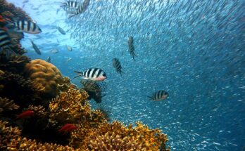 Cos'è la barriera corallina e come salvarla