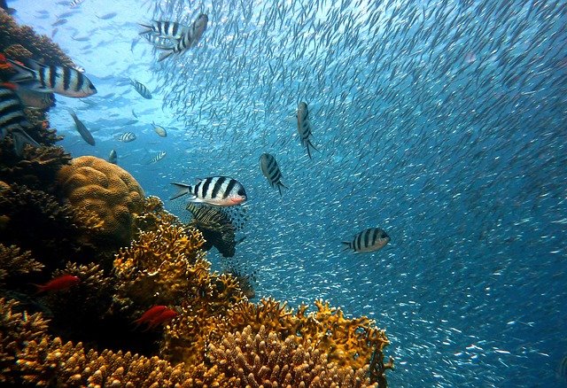 Cos'è la barriera corallina e come salvarla
