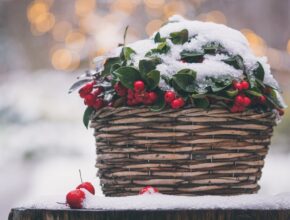 Agrifoglio di Natale: storia e caratteristiche