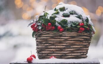 Agrifoglio di Natale: storia e caratteristiche