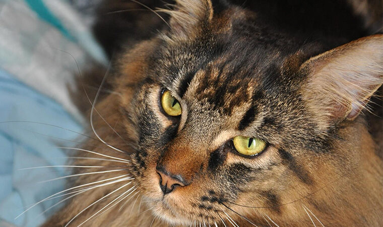 le caratteristiche dei maine coon