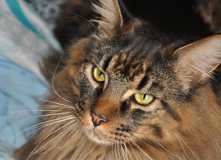 le caratteristiche dei maine coon