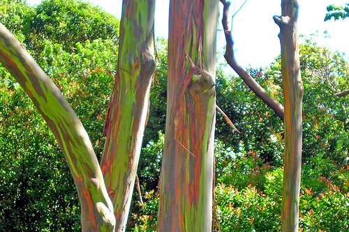 Alberi strani, 5 da conoscere
