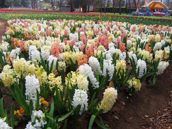 Distesa di giacinti in fiore