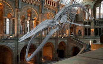 Musei da visitare a Londra