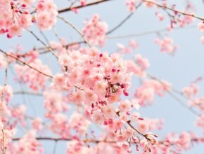 Il fiore di ciliegio in Giappone: tra rinascita e impermanenza