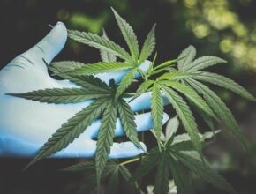 Dipendenza da Marijuana: cause ed effetti