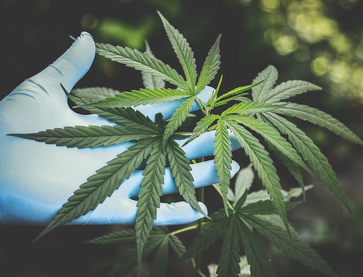 Dipendenza da Marijuana: cause ed effetti