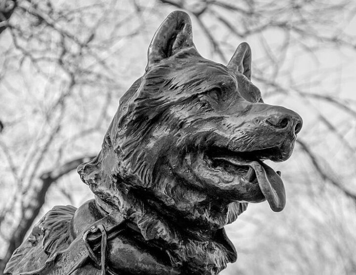 la storia di balto