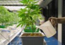 La legalità della coltivazione di cannabis all’aperto: giardini e terrazzi