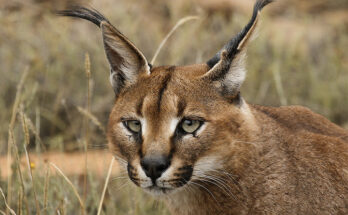 Il Caracal