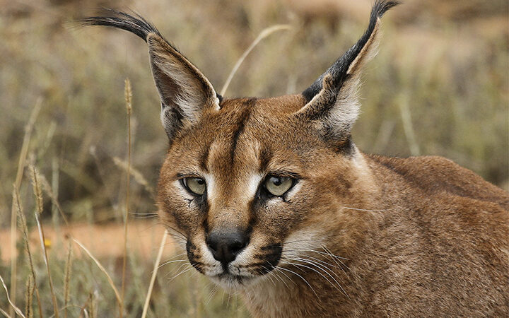 Il Caracal