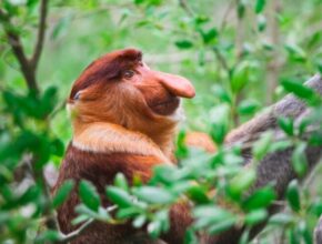 animali indonesiani rari