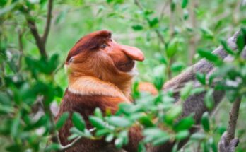 animali indonesiani rari