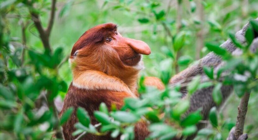 animali indonesiani rari