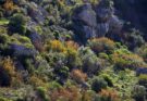 Macchia mediterranea; fauna, biodiversità e clima