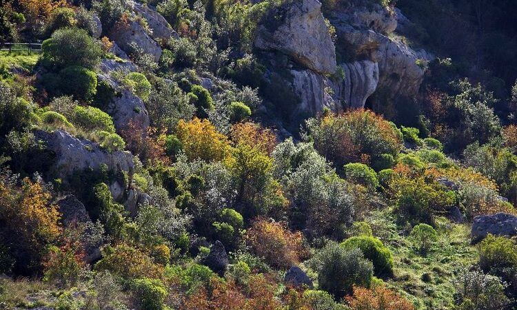 Macchia mediterranea; fauna, biodiversità e clima