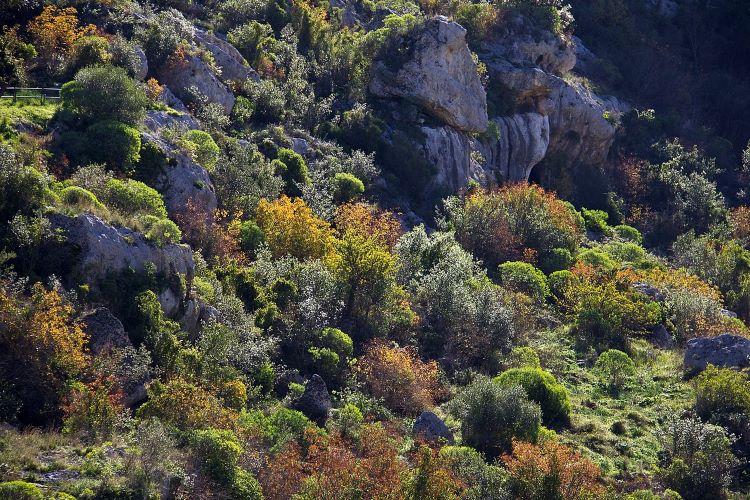Macchia mediterranea; fauna, biodiversità e clima