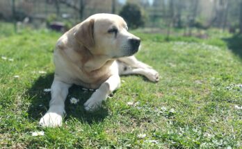 Razza Labrador Retriever: tutto ciò da sapere