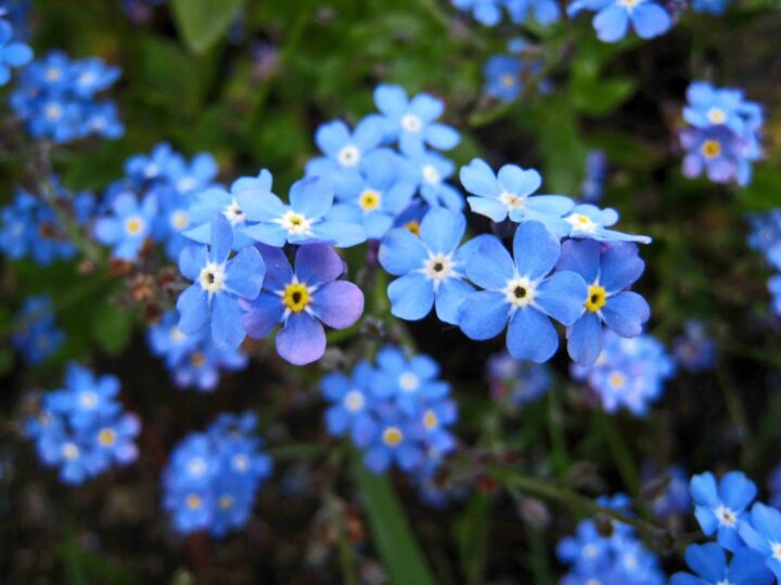 Il fiore della memoria: l'incantevole Non ti scordar di me