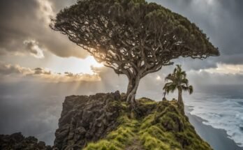 Isola di Socotra, il paradiso perduto dello Yemen
