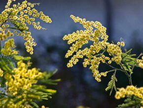 8 marzo: origini e sviluppo della Festa della Donna