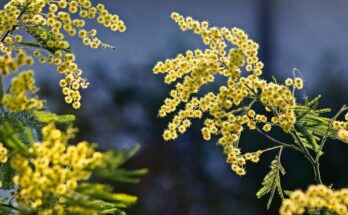 8 marzo: origini e sviluppo della Festa della Donna