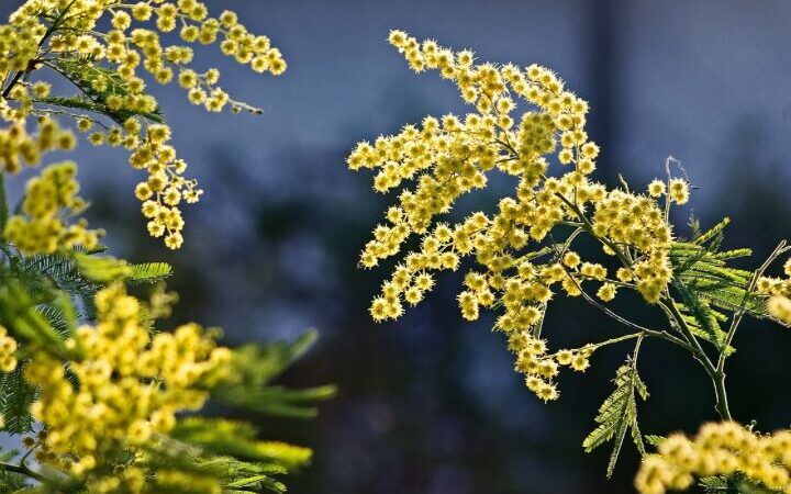 8 marzo: origini e sviluppo della Festa della Donna