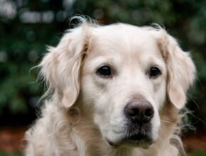 Razza Golden Retriever: tutto ciò che c'è da sapere