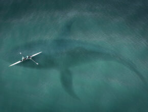 Chi era il Megalodonte