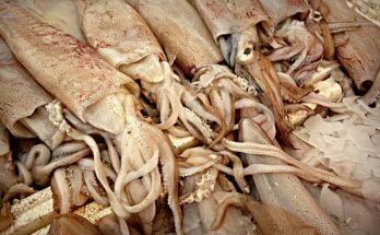 Come cucinare i calamari