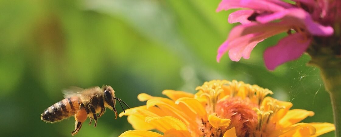 Piante amiche delle api: le 5 migliori
