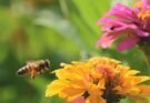 Piante amiche delle api: le 5 migliori