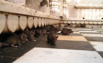 Karni Mata: il tempio dei ratti in india