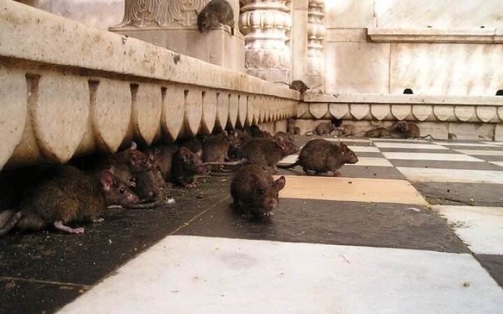 Karni Mata: il tempio dei ratti in india