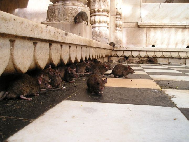 Karni Mata: il tempio dei ratti in india