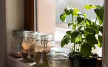 piante-antizanzare-cinque-da-coltivare-in-casa