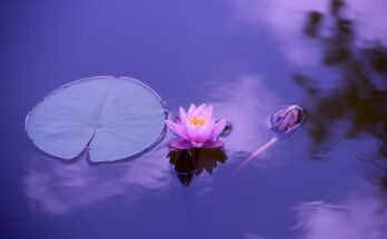 Fiore di loto: i suoi significati ed usi in oriente