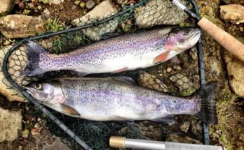 Come cucinare il pesce azzurro