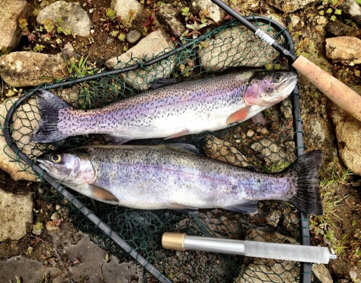 Come cucinare il pesce azzurro