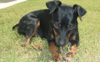 Razza Pinscher: tutto quello che c'è da sapere